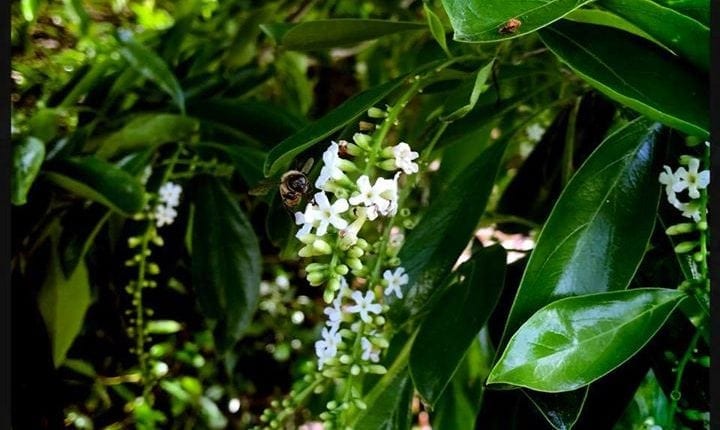 Green Bush with small white flowers