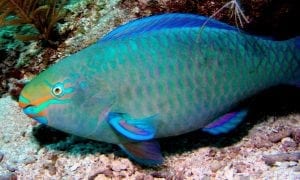 Blue Fish - Rentals Florida Keys