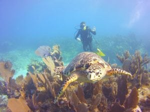 Man snorkeling with large turtle