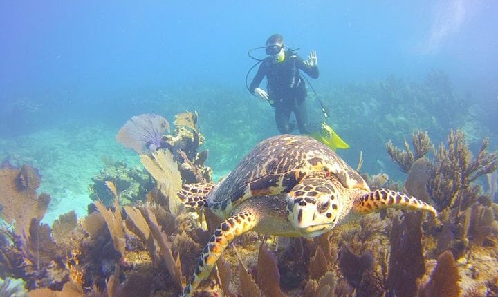 Man snorkeling with large turtle