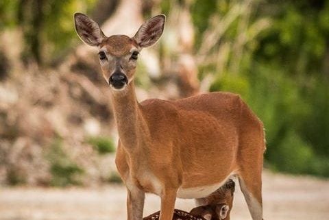 big pine key deer