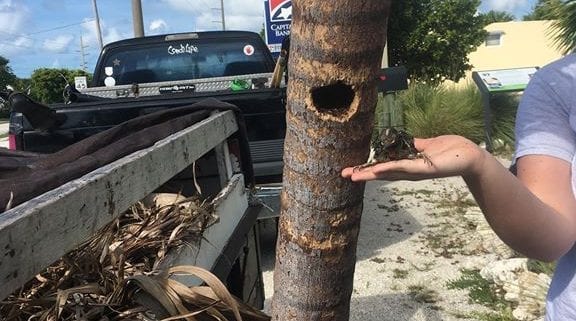 A person standing near a tree in the Florida Keys who pulled a bird out of a whole with a nest and is holding it in her hand