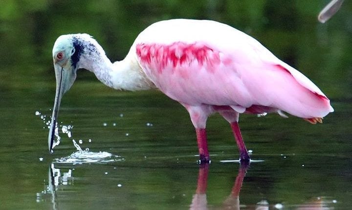 a bird with a white head and a pink body doing some fishing in Key West