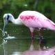 a bird with a white head and a pink body doing some fishing in Key West