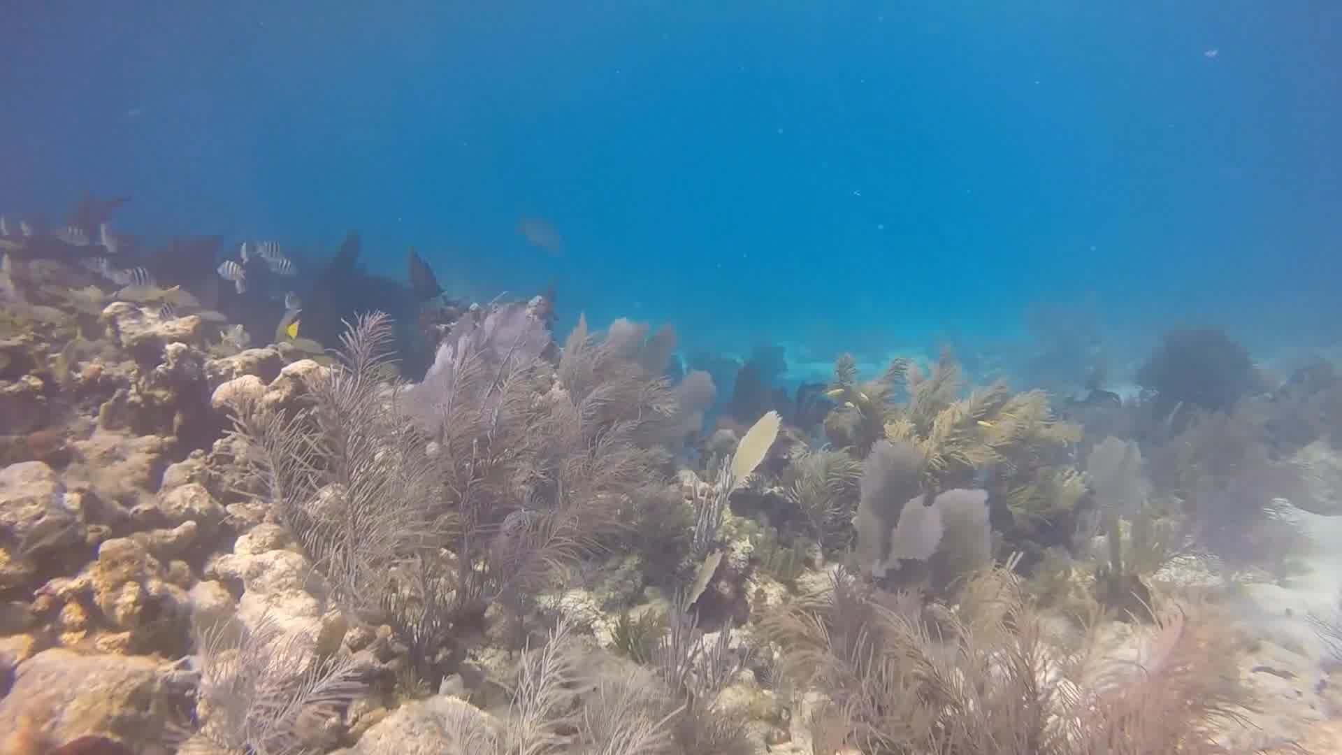 Free Dive the Florida Keys