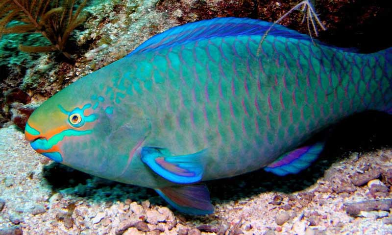 Blue Fish - Rentals Florida Keys