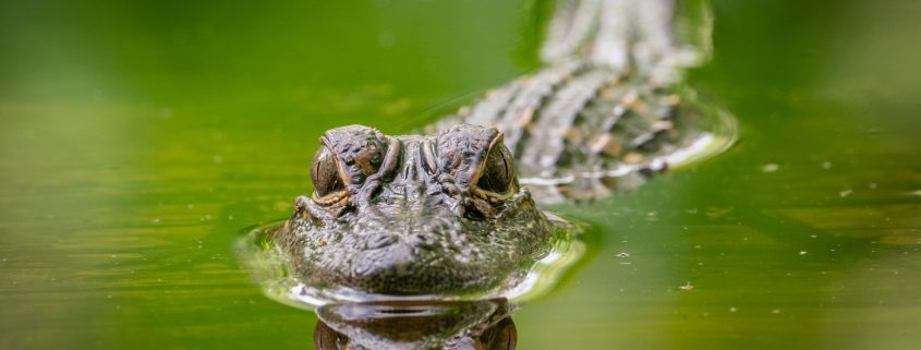 american crocodile